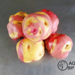 PAPA PERUANITA